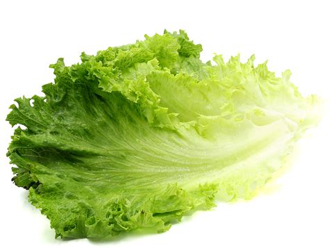 Green Leaf lettuce is the general name provided for dozens of varieties ...