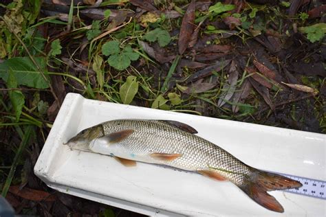 Barbel-boosting bonanza for the lovely Loddon - GOV.UK