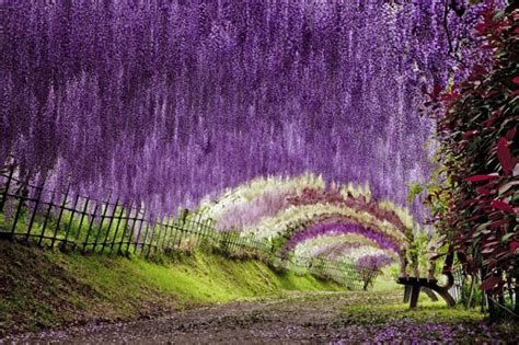 The Wisteria Flower Tunnel at Kawachi Fuji Garden » TwistedSifter