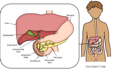 Gallbladder Pain Location Diagram