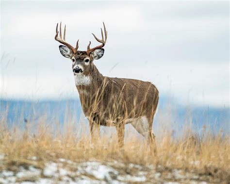 Deer Hunting Season 2022 Forecast: A State-by-State Guide – Kniestedt ...