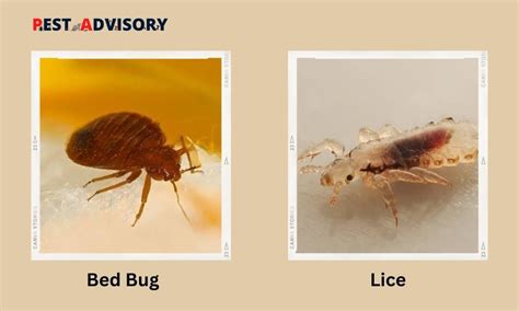 Difference Between Bed Bugs And Lice