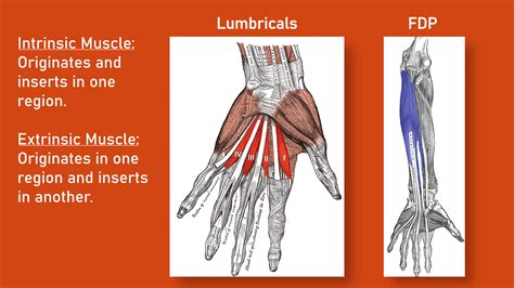 What Climbers Should Know About Lumbricals (Pain After Climbing Pockets ...