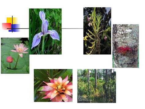 DIVERSITY OF PLANT FORMS General Botany Classification