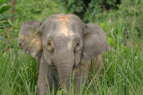 Pygmy Elephant - Facts about the Small Endanger Elephants