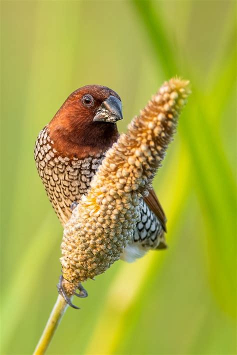 30 Beautiful Birds Of Pakistan Pictures – Bird Biodiversity