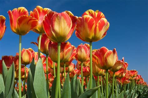 Dutch Tulips stock photo. Image of blooming, landscape - 8231676