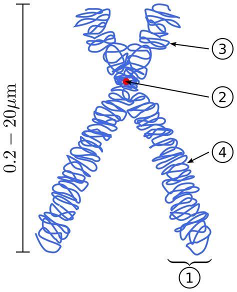 Chromosome - Wikipedia