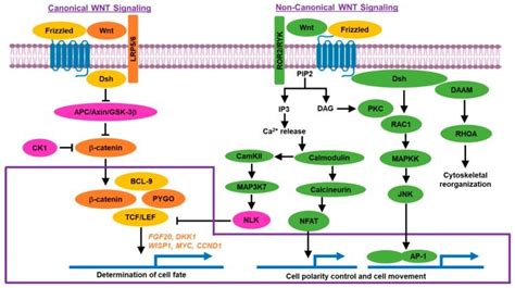 Wnt beta catenin Signaling Pathway - AnyGenes