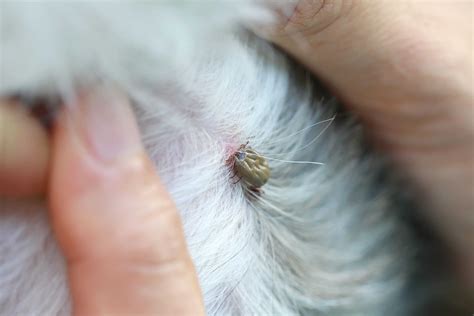 Tick control for dogs: Tips to keep your dog healthy - Tractive Blog