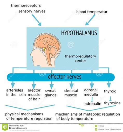 Hypothalamus Royalty Free Stock Photo - Image: 19173185 | Sensory ...