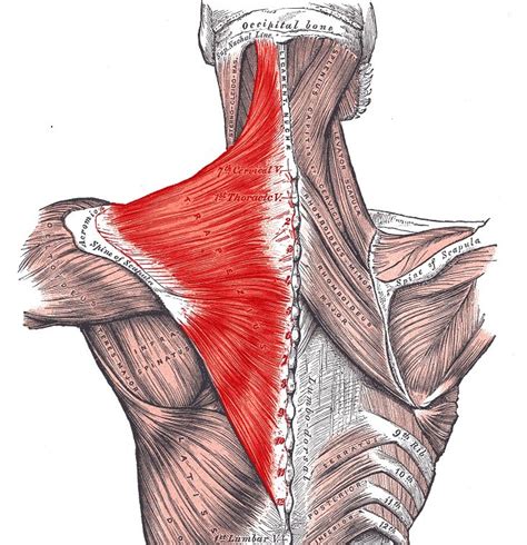 Pain Sensation: Trapezius Muscle Pain