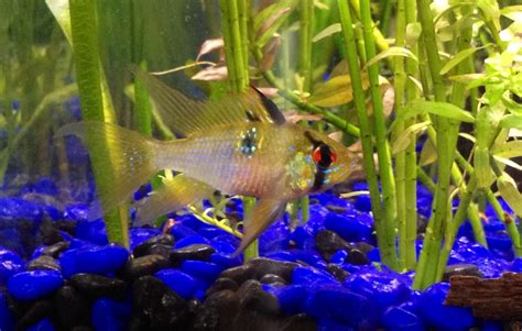 Long-Finned German Blue Ram Cichlid. We are going to try breeding these ...