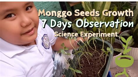 Monggo Seeds (Mung Beans) Growth 7 days Observation I Monggo Seeds ...