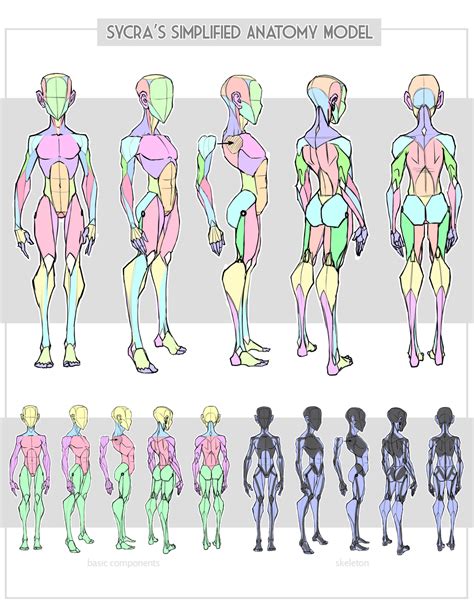 Sycra's Simplified Anatomy Model by Sycra on DeviantArt