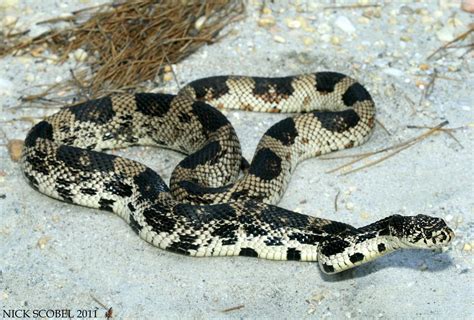 Northern Pine Snake | Pituophis melanoleucus melanoleucus Ju… | Flickr