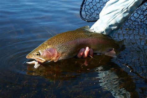 Wyoming Fly Fishing Guides & Lessons | Wyoming Fishing Company