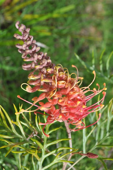 A Passion for Flowers: In the Field: Grevillea Flowers