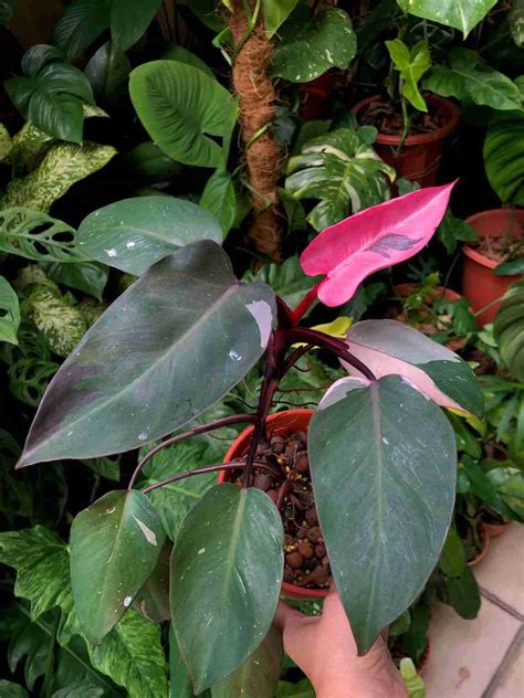 How To Grow A Philodendron Pink Princess, A Beginner's Care Guide