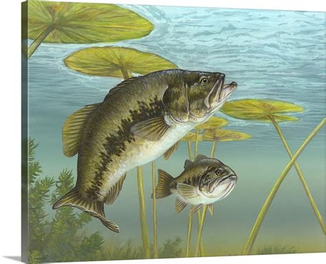 Largemouth Bass Painting Bass Largemouth Painting - complexlaguna