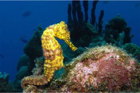 Seahorse: The cute little monster of the sea - Navaboats