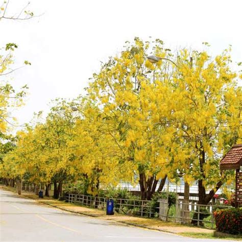 Buy Cassia Fistula (Amaltas) Online at Plants Universe | Best Plants at ...