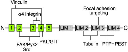 Paxillin associated proteins. Paxillin is comprised of 5 LD motifs in ...