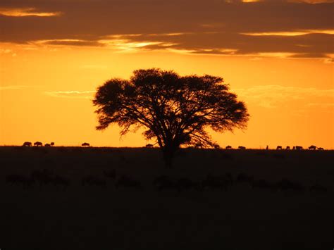 Serengeti_Sunset-1 - Learning is Messy