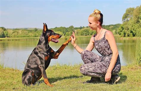 How To Train A Doberman Puppy At Home? - Our Dog Breeds