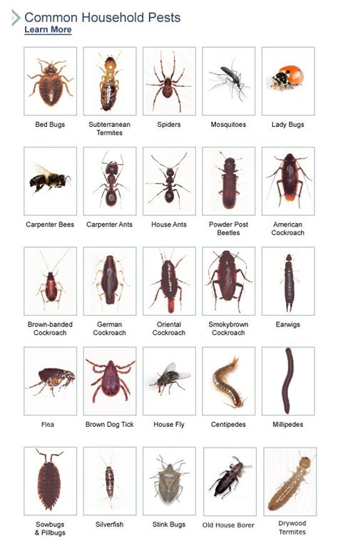 Bed Bug Identification Chart | bug-identification2 | CHARTS of all ...