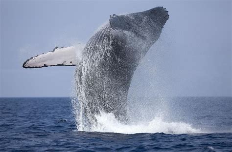 San Diego Whale Watching Season - All You Need Infos