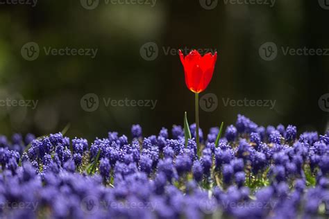 Red Tulip in Flower Garden 8380587 Stock Photo at Vecteezy