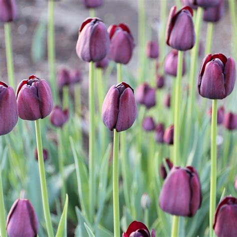 Tulip Single Late Queen of Night - 20 bulbs - Longfield Gardens