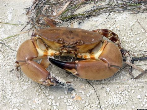 Stone crabs – resilient and delicious – Leoma Lovegrove