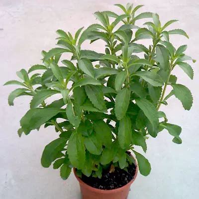 Buy Stevia Plant online in Pakistan, Lahore, Karachi, Islamabad and More