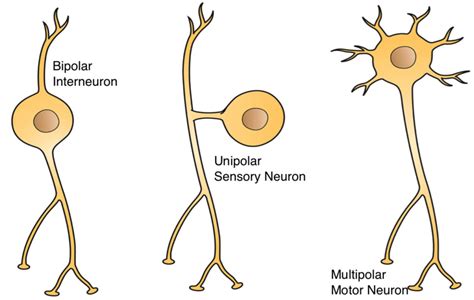 Stimulus - Definition and Examples - Biology Online Dictionary