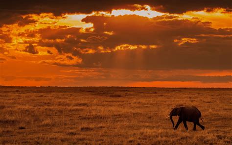 Sunset Safari Wallpapers - Wallpaper Cave