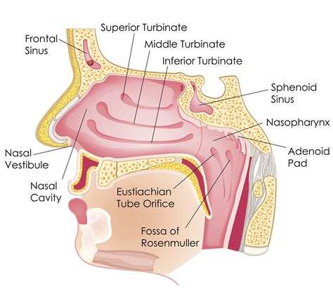 Turbinate Reduction Austin TX - Sinus & Snoring Specialists offers ...