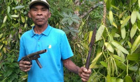 In Madagascar, a deadly battle over the country's vanilla crop | The ...