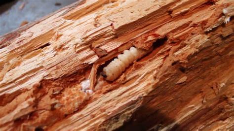 Wood-boring beetle larva part 2 - YouTube