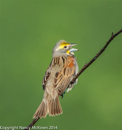 Dickcissel | Welcome to NancyBirdPhotography.com