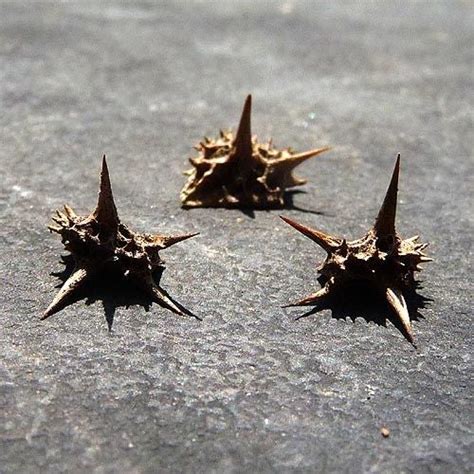 Goat head thorns: Dealing with nature's tire spikes | Mountain Bike ...