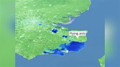 A 50-mile-wide swarm of flying ants looked like rain on UK weather ...