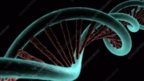 DNA molecule, animation - Stock Video Clip - K005/9999 - Science Photo ...