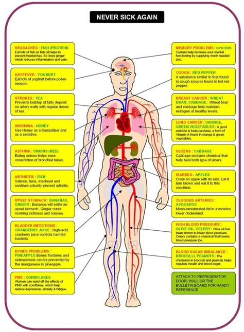 Referred Pain Chart Anatomy | Images and Photos finder