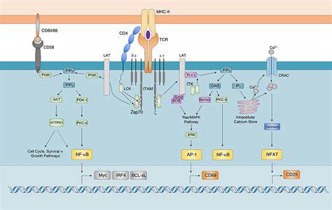 T Cell Receptor Signaling Pathway