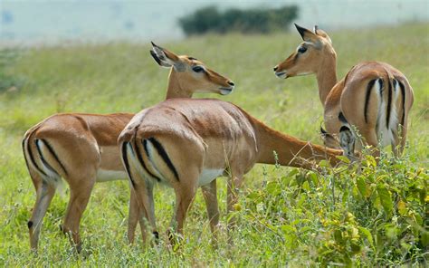 Animals Impala In The Savannah With Grass Nairobi National Park Kenya ...