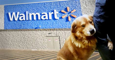 Heartbroken Dog Abandoned in Walmart Parking Lot Can’t Stop Hugging the ...