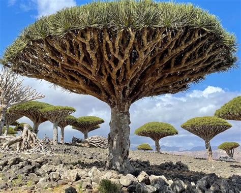 Aneh Penuh Misteri, Ini Alasan Kenapa Socotra Dijuluki Pulau Dajjal ...