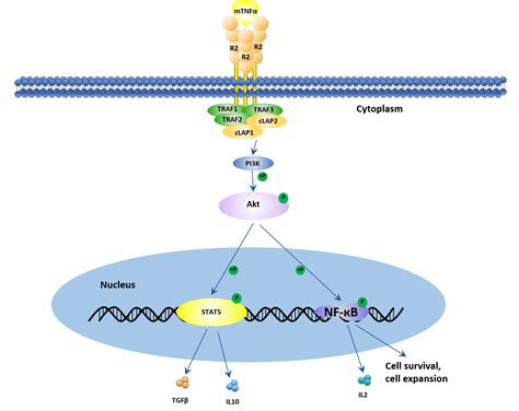 TNF Alpha Signaling Pathway